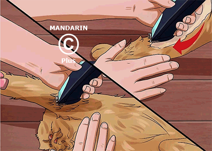 стрижка лап кошке